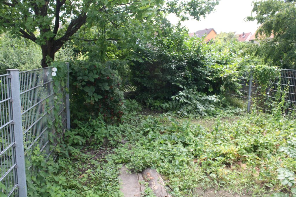 Bewachsene Beete und Trittplatten im Schulgarten