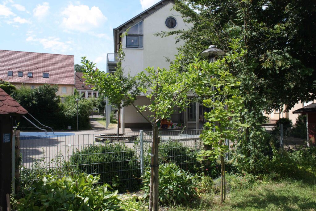 Junger Baum im Schulgarten vor dem Schulgebäude