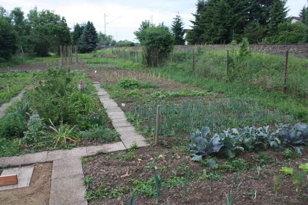 Plattenweg zwischen Beeten mit Kohl und Zwiebeln
