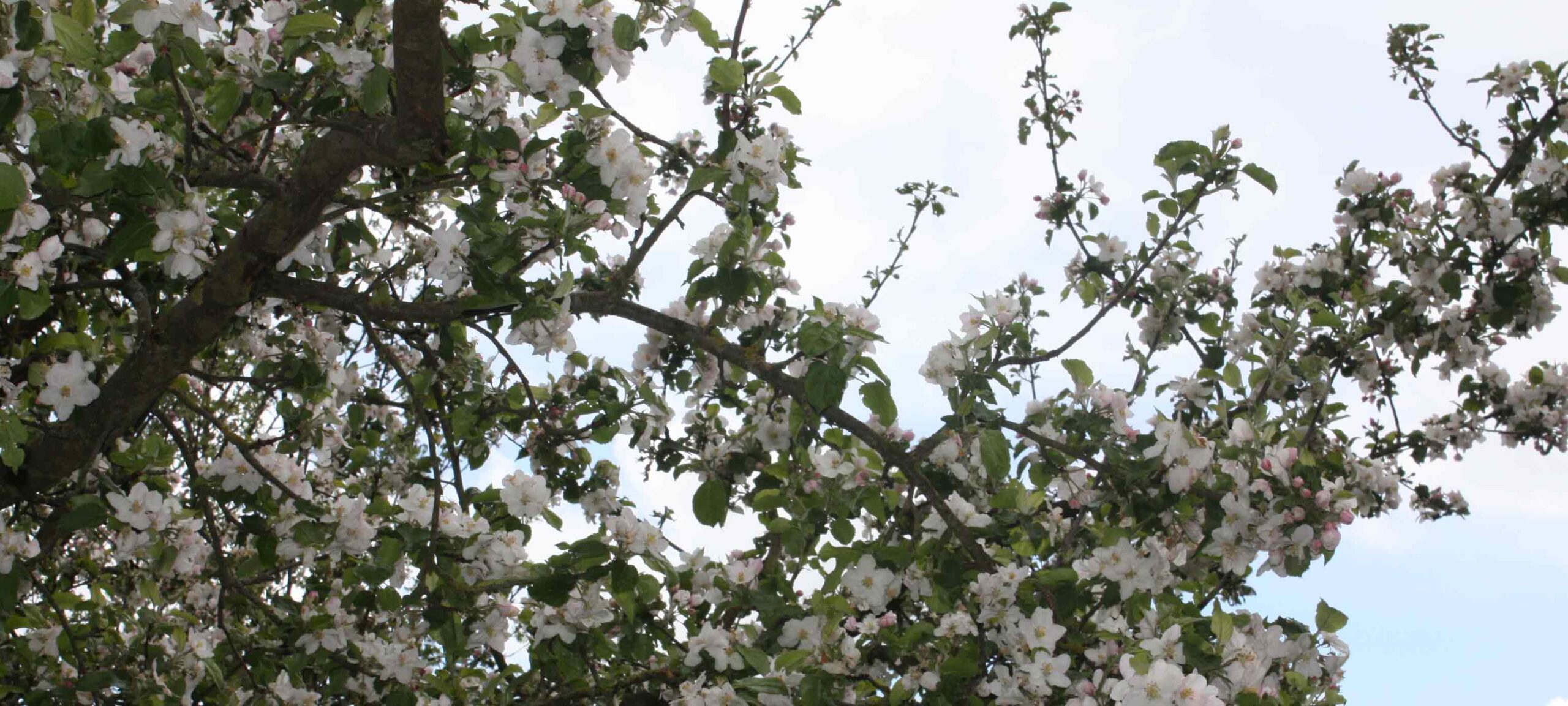 Blühender Apfelbaum vor blauem Himmel